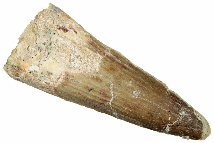 Fossil Spinosaurus Tooth - Real Dinosaur Tooth #329699
